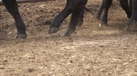 Black Angus Cow Stock Footage 57228693