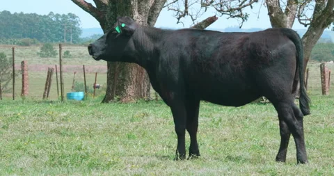 Black Angus cow Vídeo Stock 140270724