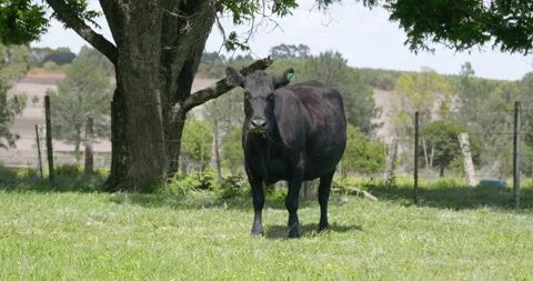 Black Angus Cow Vídeo Stock 151531887