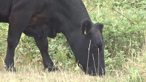 A black angus cow grazes grass. Video with black angus cow Stock Footage 281188330