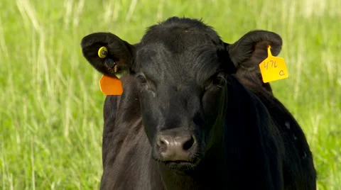 Black Angus cow head shot Video stock 34454151