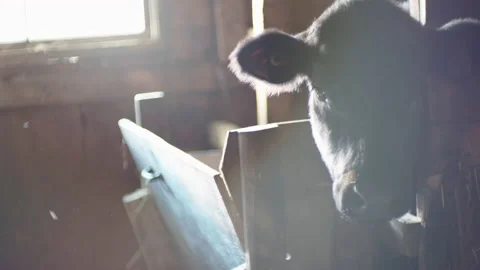 Black Angus cow in old stable 1 Видео 131062065