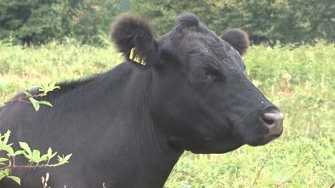 A black angus cow sits on the ground. Video with black angus cow Stock Footage 281188331