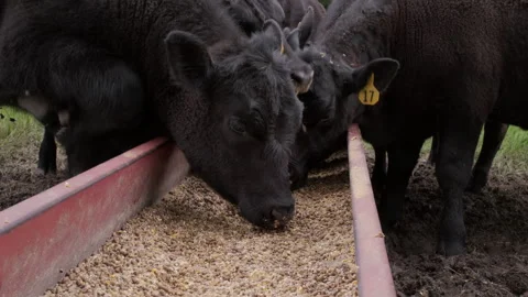 Black Angus cows eating feed from a food trough in a pasture Video stock 245748398