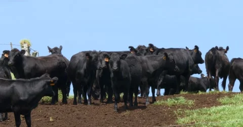 Black Angus Cows in the farm Stock Footage 66522958