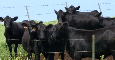 Black Angus Cows in the farm Stock Footage