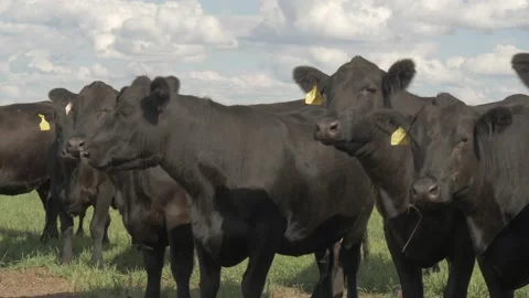 Black Angus cows in the field Stock Footage 142032820