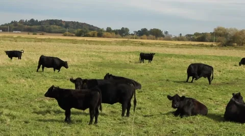 Black Angus cows Stock Footage 42021751