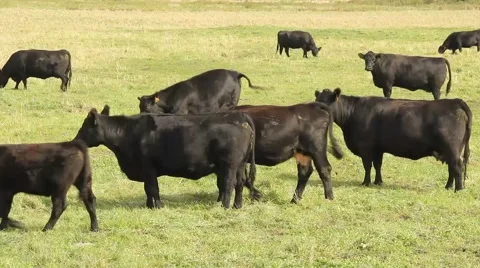 Black Angus Cows Stock Footage