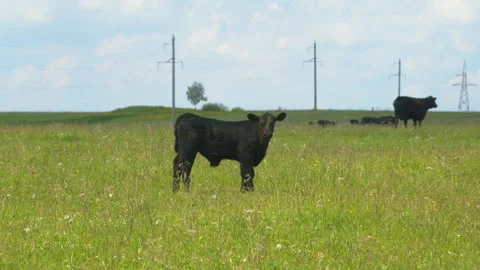 Black Angus Cows In A Grassy Field On A Bright And Sunny Day. Cows On Green Stock Footage 276628429