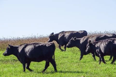 Black angus cows on the meadow Fotos de archivo