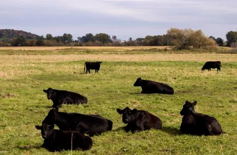 Black angus cows Stock Photos