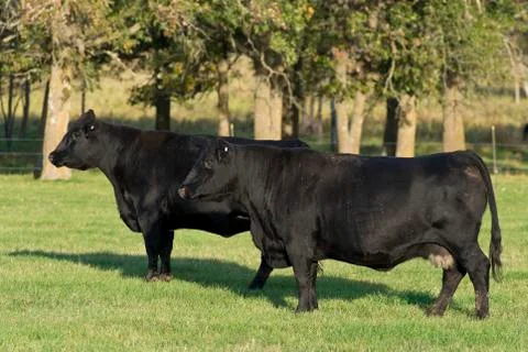 Black Angus Cows Stock-Fotos
