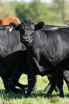 Black Angus Cows Stock Photos