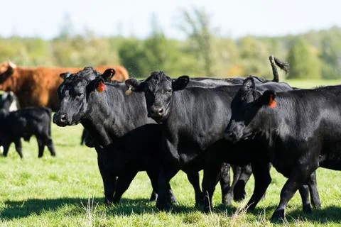 Black Angus Cows Stock Photos