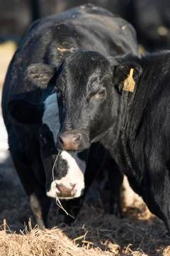 Black Angus Cows Stock Photos