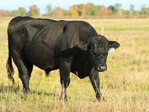 Black Angus Stock Photos