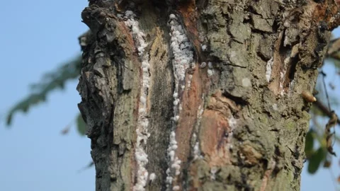 Black ant and tree Video stock 212548789
