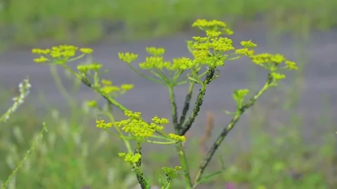 A black ant aphid sits on a stalk of grass that sways in the wind in nature Stock Footage 146745229