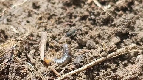Black Ant Attacking and Bitten by Prey Insect Larva in Soil Vídeos de archivo 332835086