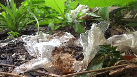 A black ant attacking bees while the bees swarming on waste of palm sugar. Stock Footage 297197049