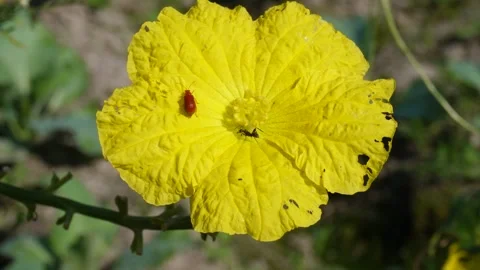 Black ant bite a insect on yellow flower Stock-Footage 291509736
