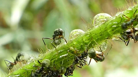 Black ant on branch. Video stock 74640602