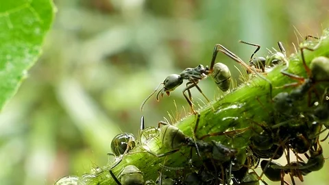 Black ant on branch. Video stock 74640948