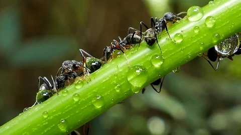 Black ant on branch. Video stock 75286268