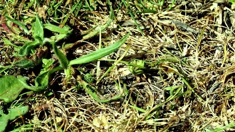 Black ant busily about their work carrying seeds on scrubby ground. Stock Footage 334134083