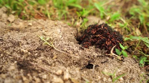 Black ant in the cage. Stock Footage 68661221