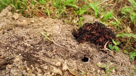 Black ant in the cage. Stock Footage 68661233