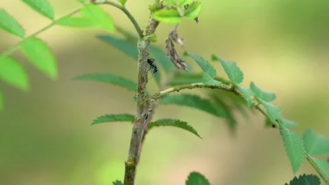 Black Ant Cleaning Plant Stem from Green Aphid Pest Colony Stock Footage 340467455