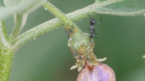 Black ant climbing to the group of aphid Stock Footage 83758058