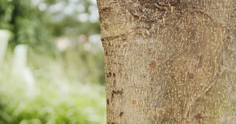 Black Ant climd a tree Video stock 140411936