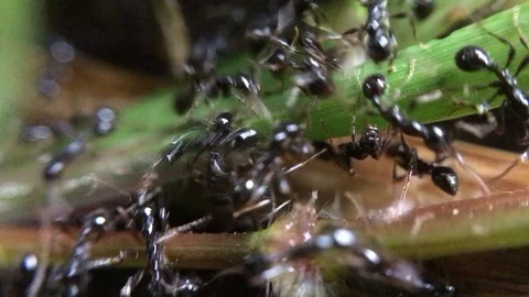 Black ant close up macro Video stock 95236748