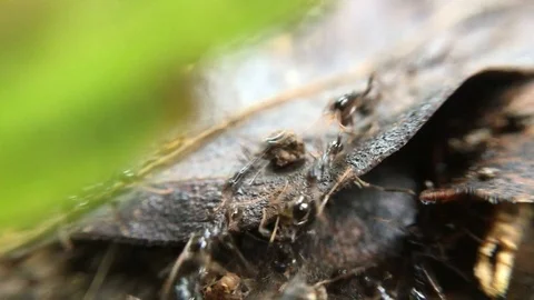 Black ant close up macro Video stock 95237849