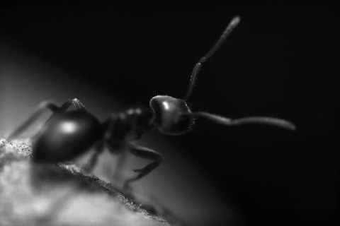 Black ant close up Stock Photos