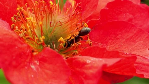 Black ant collecting nectar inside red geum flower Stock Footage 337741282