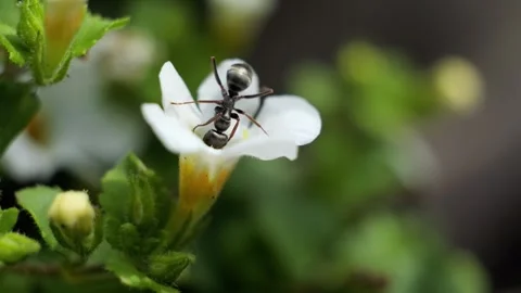 Black ant collecting nectar from white flower Stock-Footage 337738517