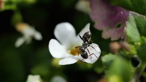 Black ant collecting nectar from white flower Stock-Footage 337739111