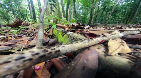 Black ant colonies Stock Footage 37458252