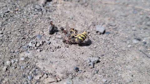 Black ant colony aggressively attacking wasp, revealing predatory survival Stock Footage 315063298