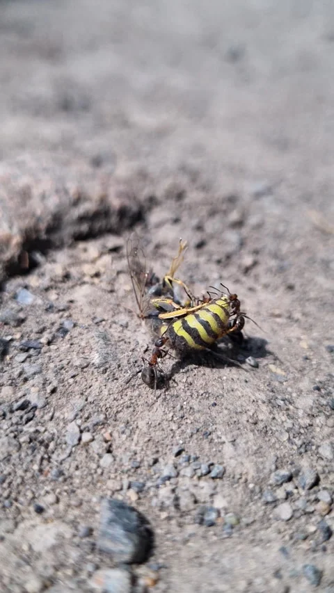Black ant colony aggressively attacking isolated wasp, revealing predatory Stock Footage 315065779