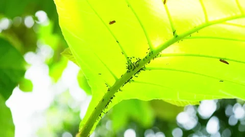 Black Ant Colony Building Nest on Teak Leaf Stock Footage 326972716