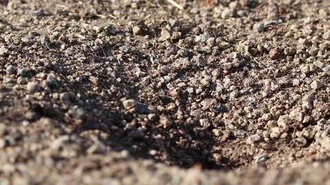 Black Ant Colony 動画素材 93264417