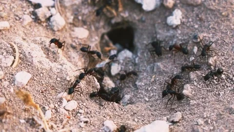 Black ant colony Stock Footage 220501055