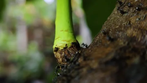 Black ant colony on a mango tree branch Stock Footage 312331680