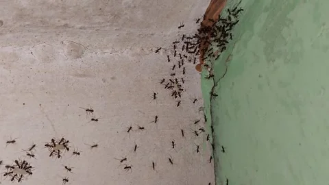 Black ant colony migration Video stock 308091627