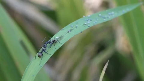 Black ant communicate each other Stock Footage 82310730